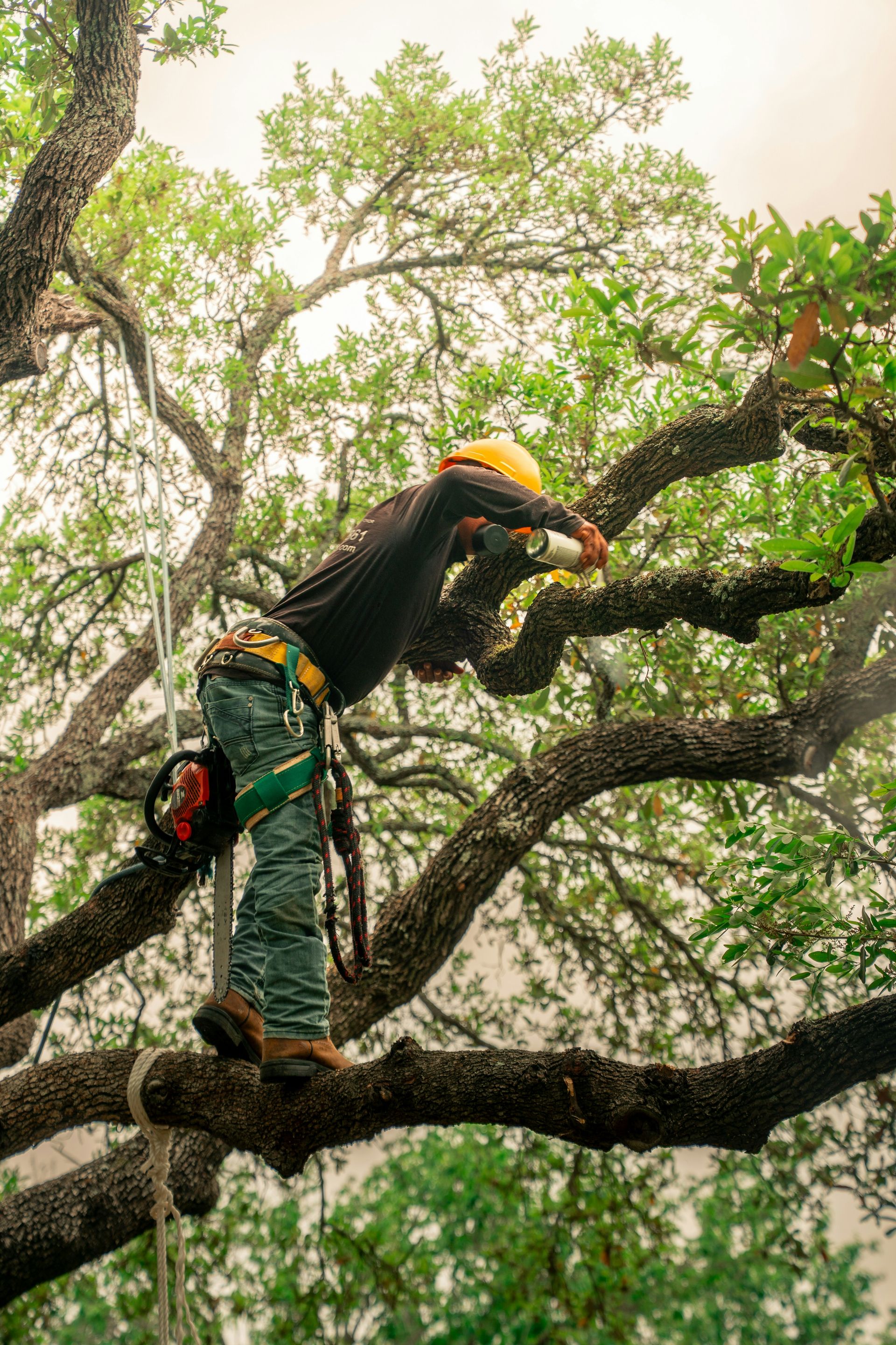 An arborist pruning a tree's branches.